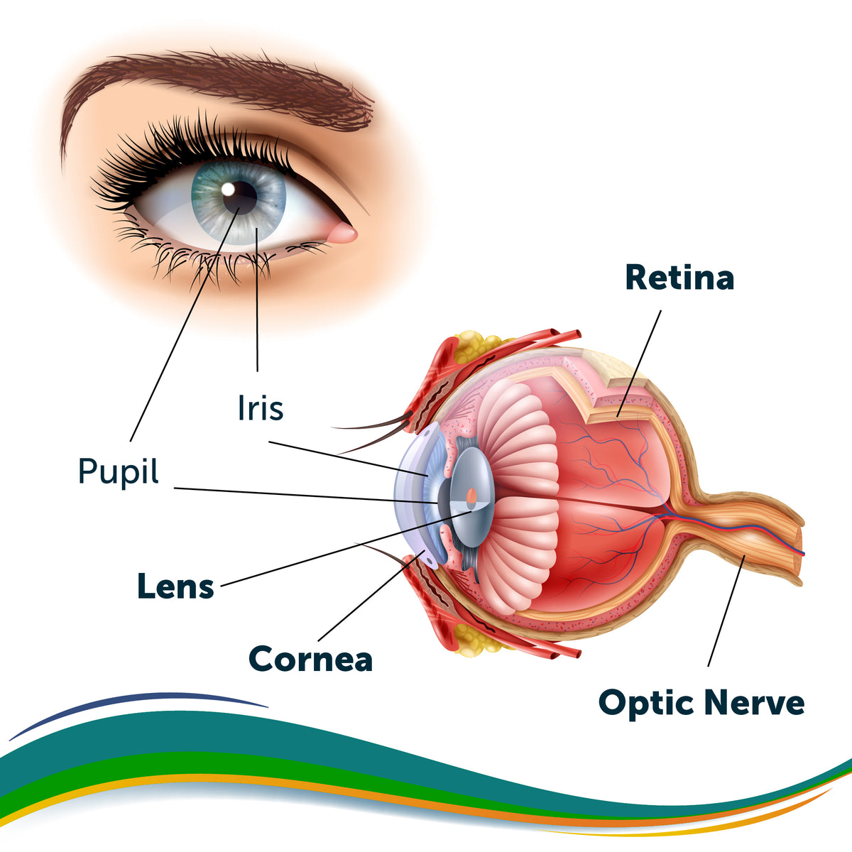 4 ScienceBacked Ways Cod Liver Oil Can Strengthen Eyesight